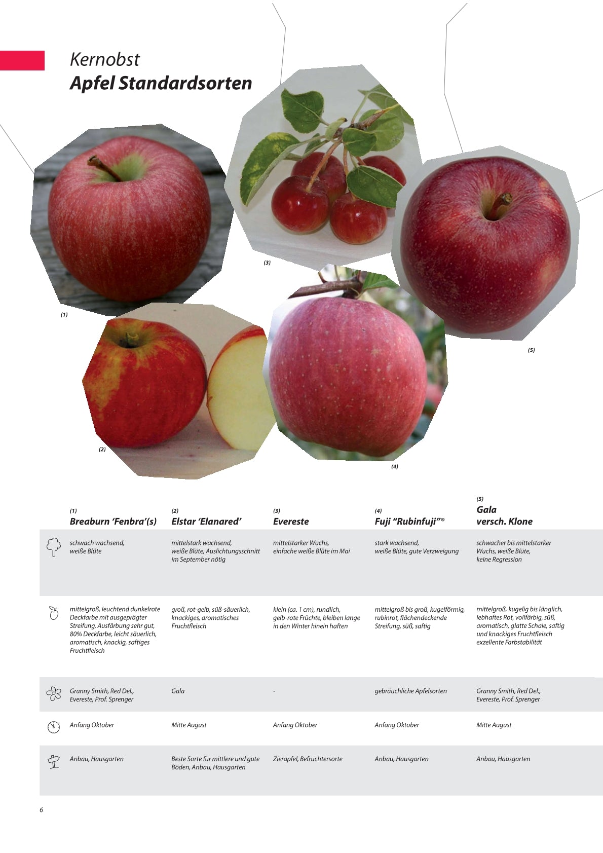 Apfel - Obstbaum, Unterlage M9 (kompakt & ertragssicher)