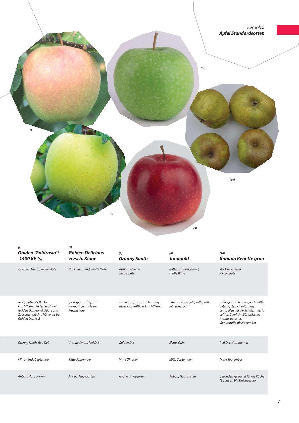 Apfel - Obstbaum, Unterlage M9 (kompakt & ertragssicher)