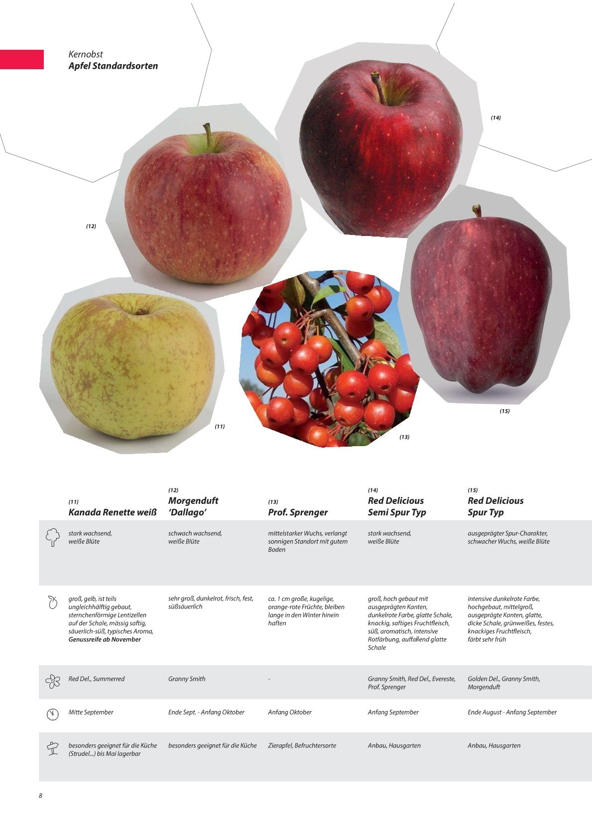 Apfel - Obstbaum, Unterlage M9 (kompakt & ertragssicher)