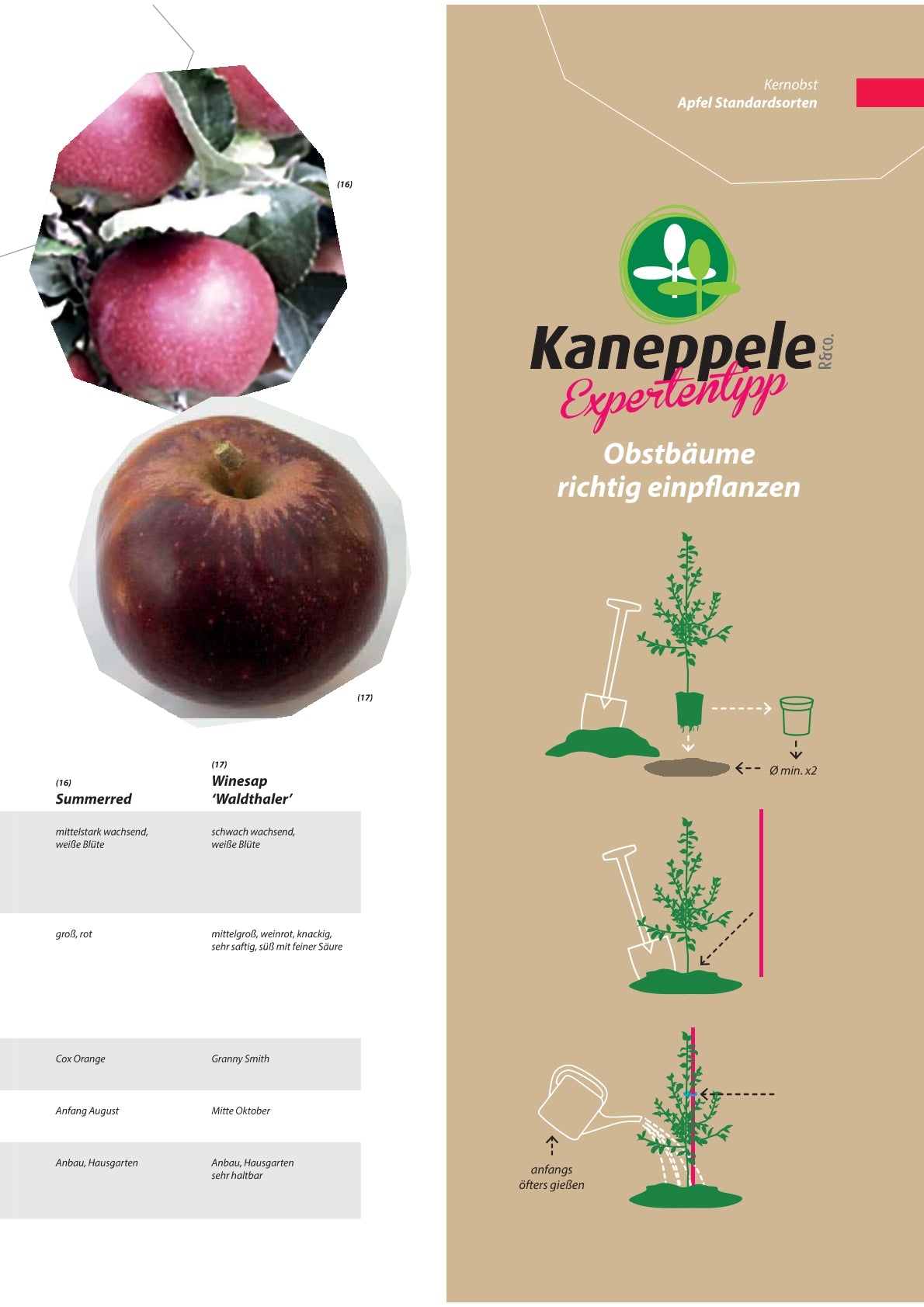 Apfel - Obstbaum, Unterlage M9 (kompakt & ertragssicher)