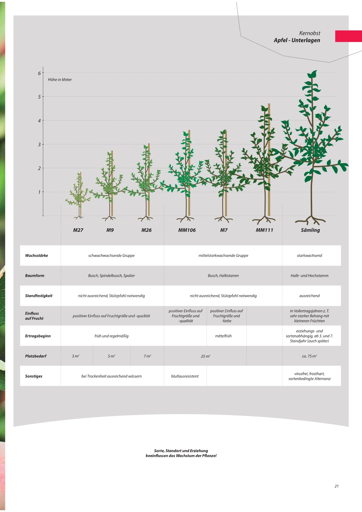 Apfel - Obstbaum, Unterlage M9 (kompakt & ertragssicher)