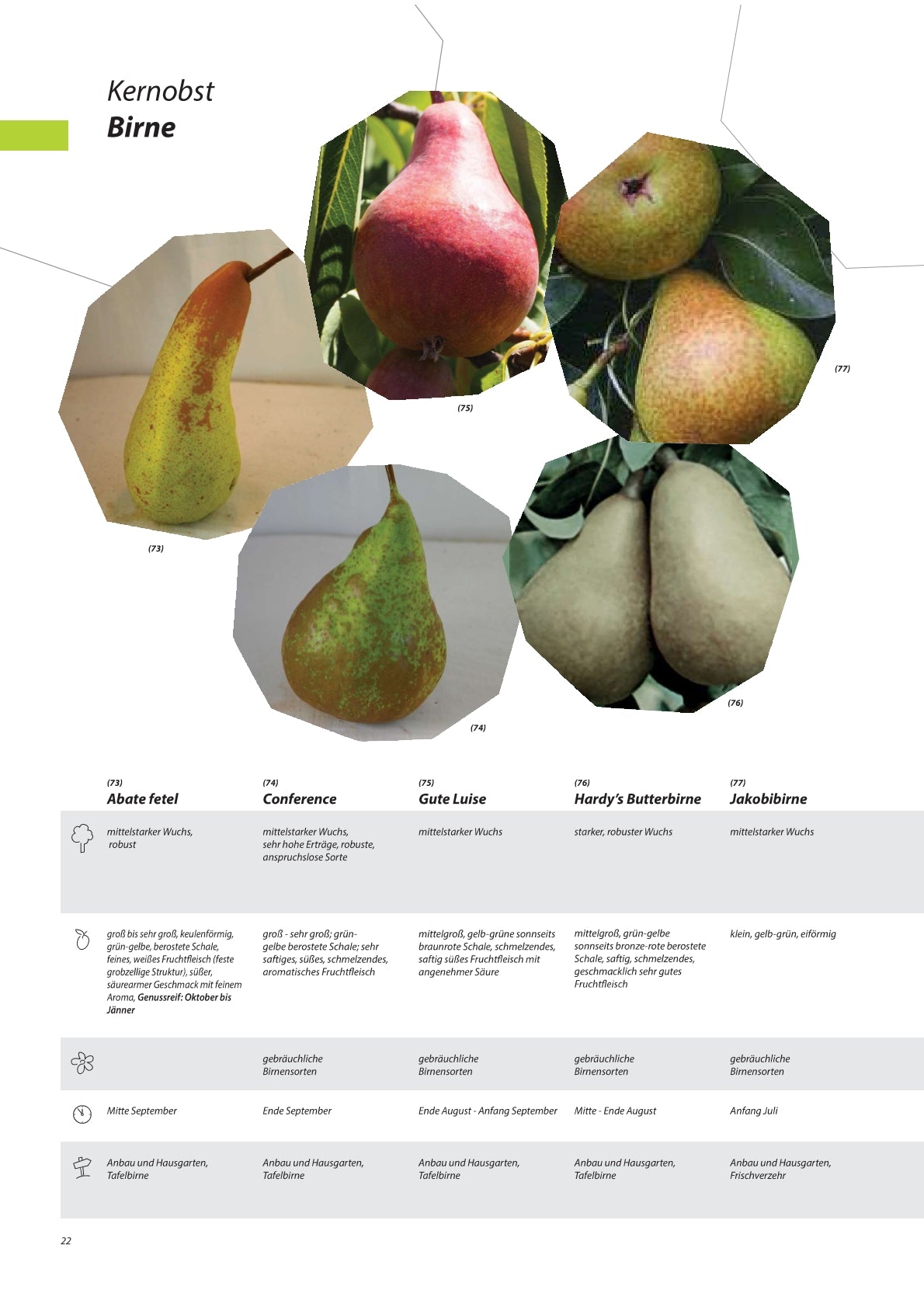 Birnen - Obstbaum, Unterlage Quitte A (kompakt & ertragssicher)