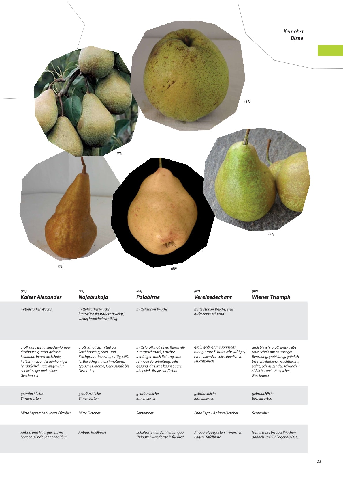 Birnen - Obstbaum, Unterlage Quitte A (kompakt & ertragssicher)