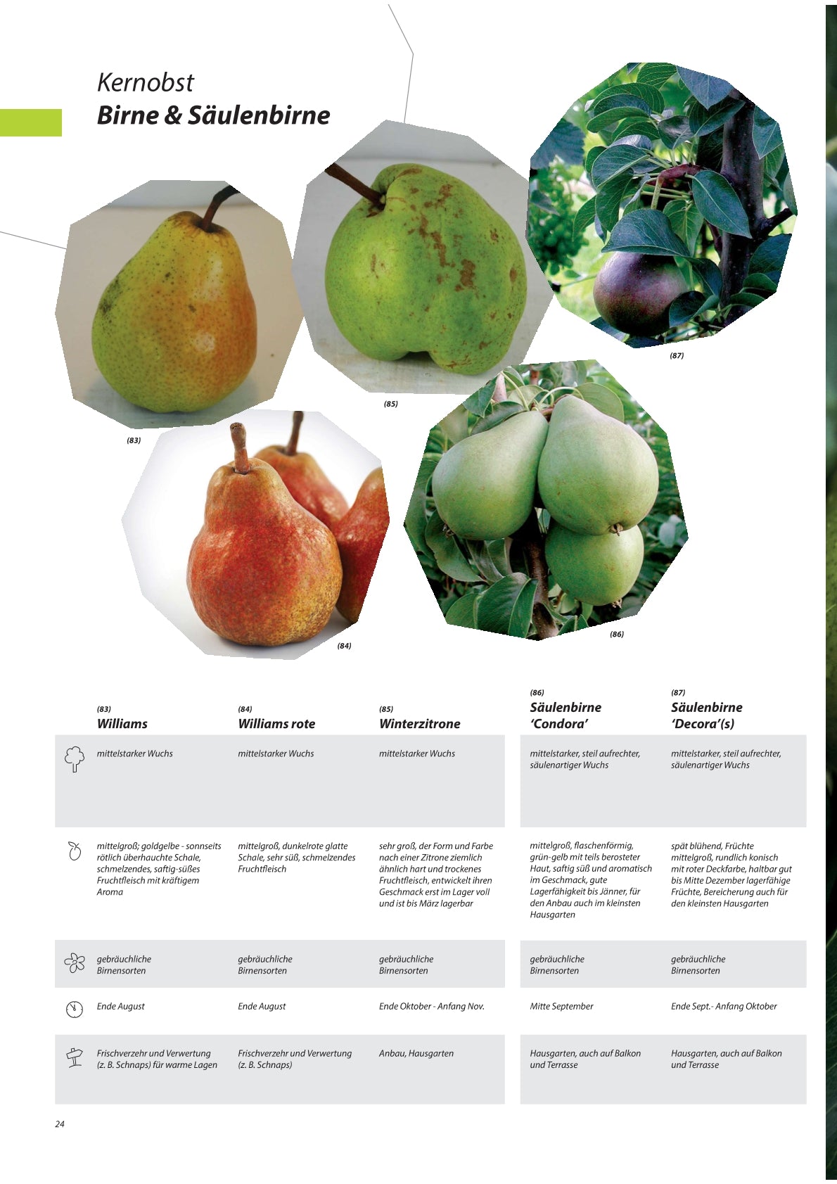Birnen - Obstbaum, Unterlage Quitte A (kompakt & ertragssicher)