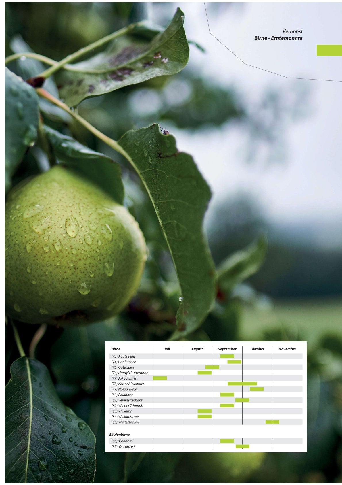 Birnen - Obstbaum, Unterlage Quitte A (kompakt & ertragssicher)