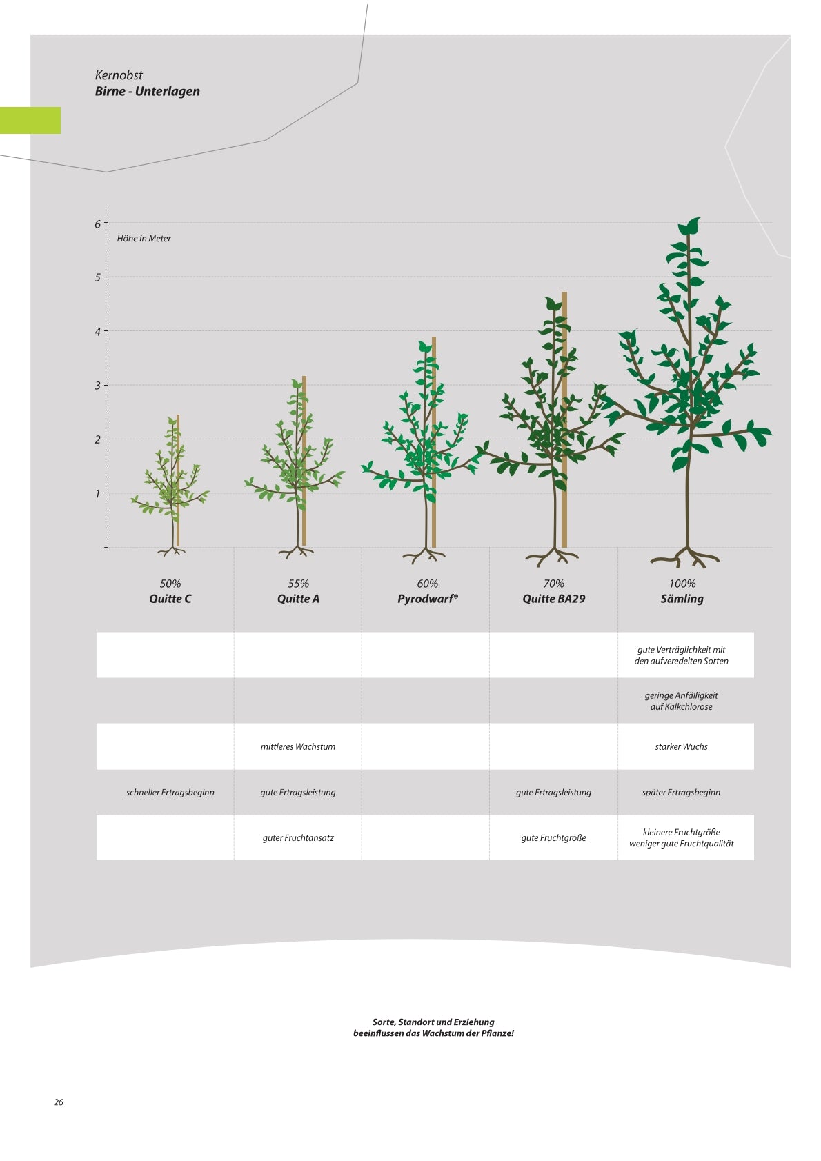 Birnen - Obstbaum, Unterlage Quitte A (kompakt & ertragssicher)